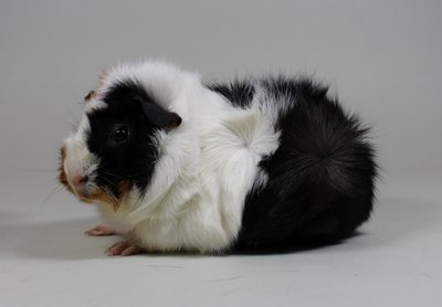 Rosettenmädel Sotiria