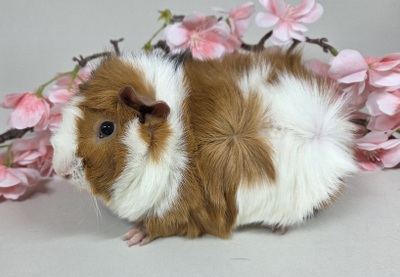 Rosettenm&auml;del Lenja