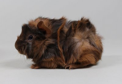 Rosettenmädel Ramaja